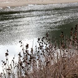 Close-up of birds in lake