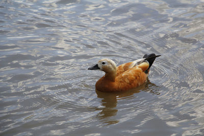 High angle view of duck swimming in lake