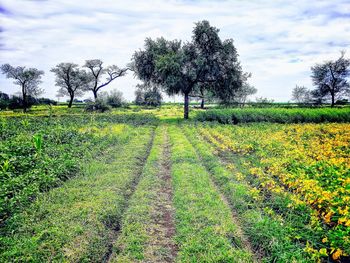 Scenic view of field against sky