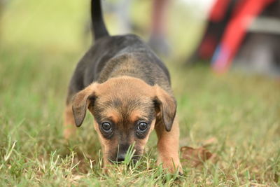 Portrait of puppy on field