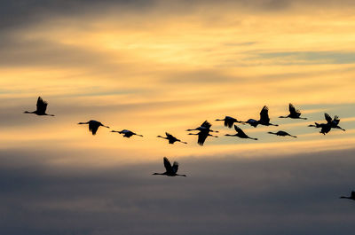 Low angle view of silhouette birds flying against sky during sunset