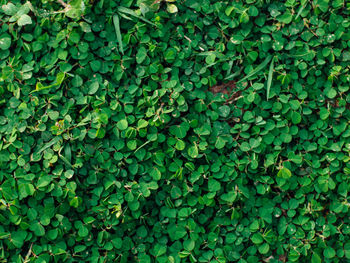 Full frame shot of plants