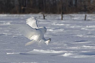 Bird flying over frozen lake during winter