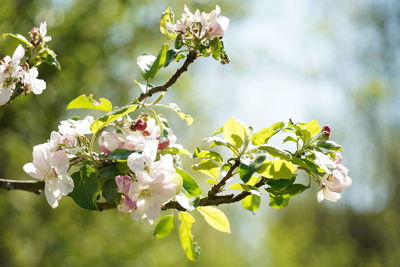 Close-up of blooming twig of apple tree
