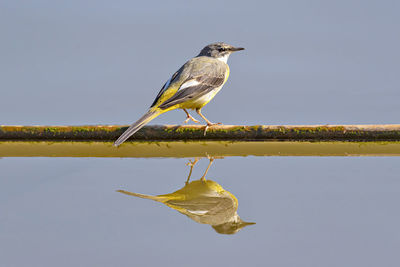 Bird perching on a lake