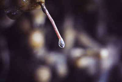 Close-up of raindrops on plant