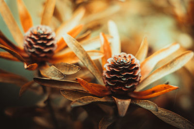 Close-up of wilted plant