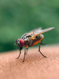 Close-up of insect on field