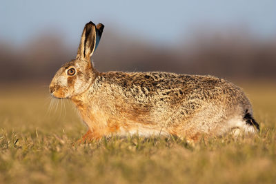 Close-up of a reptile on a field