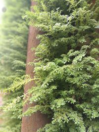 Close-up of ivy growing on tree