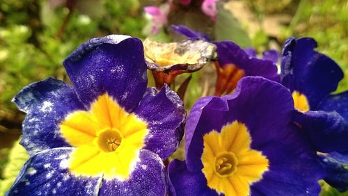 Close-up of purple flower