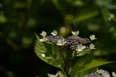 Close-up of purple flowering plant leaves