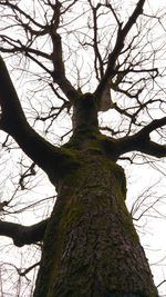 Low angle view of bare tree against sky