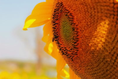 Close-up of yellow flower against blurred background