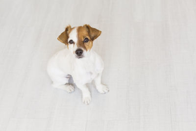 High angle portrait of a dog