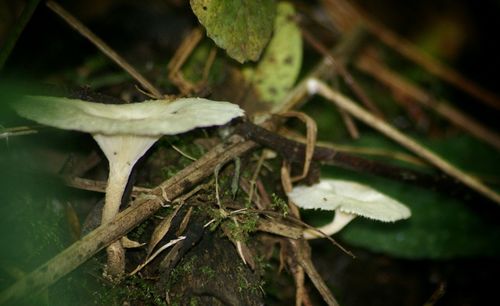 Close-up of plant