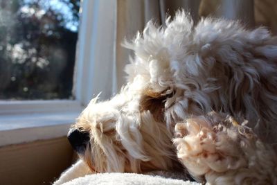 Close-up of white dog