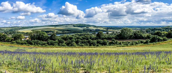 Scenic view of agricultural field against sky