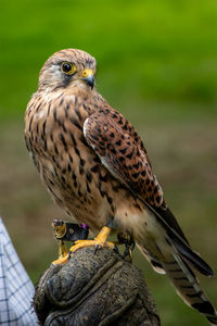 Common kestrel perched on a human hand wearing a leather glove