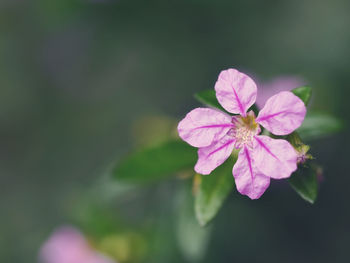Close-up of pink flower blooming outdoors