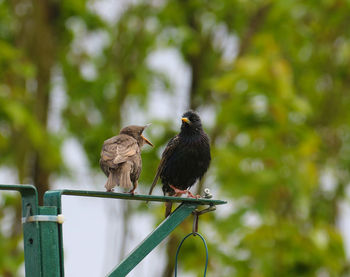 Birds perching on a tree