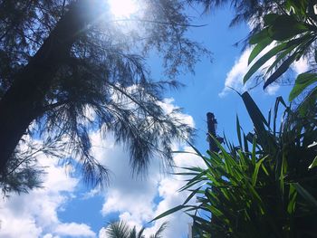 Low angle view of trees against sky