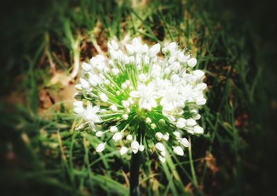 Close-up of white flowers