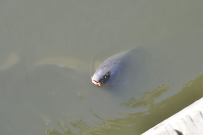 High angle view of fish swimming in sea