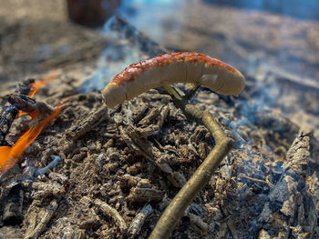 Close-up of mushroom growing on land