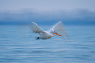 Close-up of bird in lake