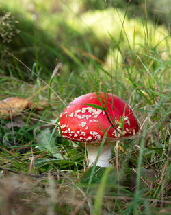 Close-up of fly agaric mushroom on field