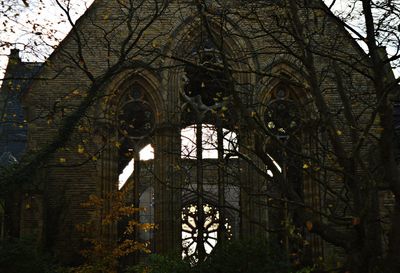 Low angle view of illuminated tree by building