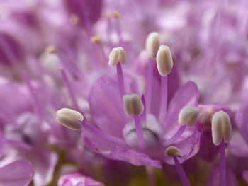 Close-up of pink flowers