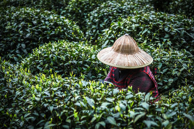 Female use hand finger pick green tea leaves at a tea plantation for best product and natural 