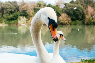 Two swans swimming in lake