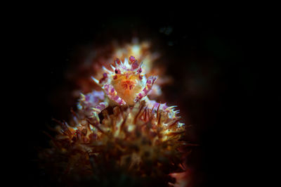 Close-up of christmas tree against black background