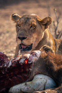 Close-up of lioness