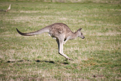 Animal grazing on grassy field