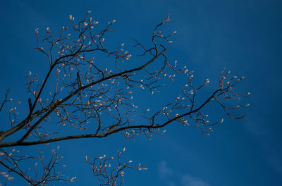 Low angle view of bare tree against blue sky