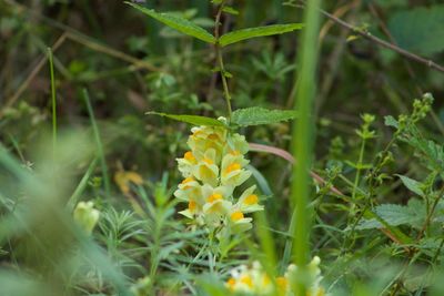 Close-up of yellow flowering plant on field