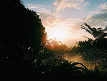 Sun shining through trees