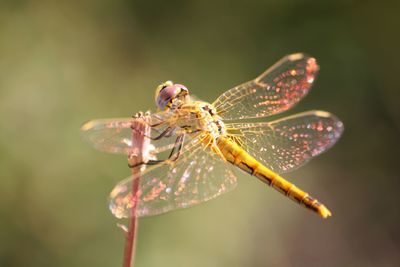 Close-up of insect on plant