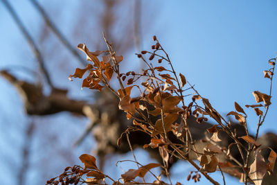 Close-up of dried plant against sky