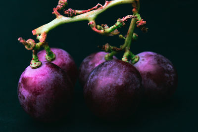 Close-up of fruits against black background