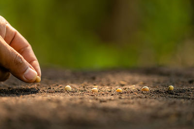 Close-up of hand holding leaf