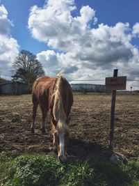 Horse grazing on field against sky