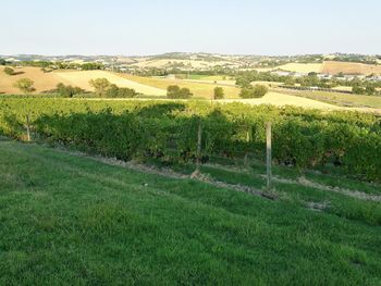 Scenic view of vineyard