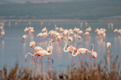 Flock of birds in water