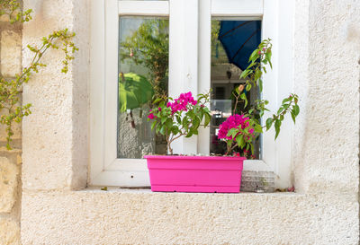 Potted plant against window of building