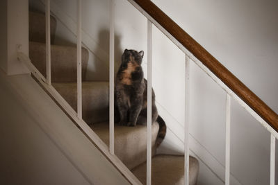Cat sitting on staircase at home